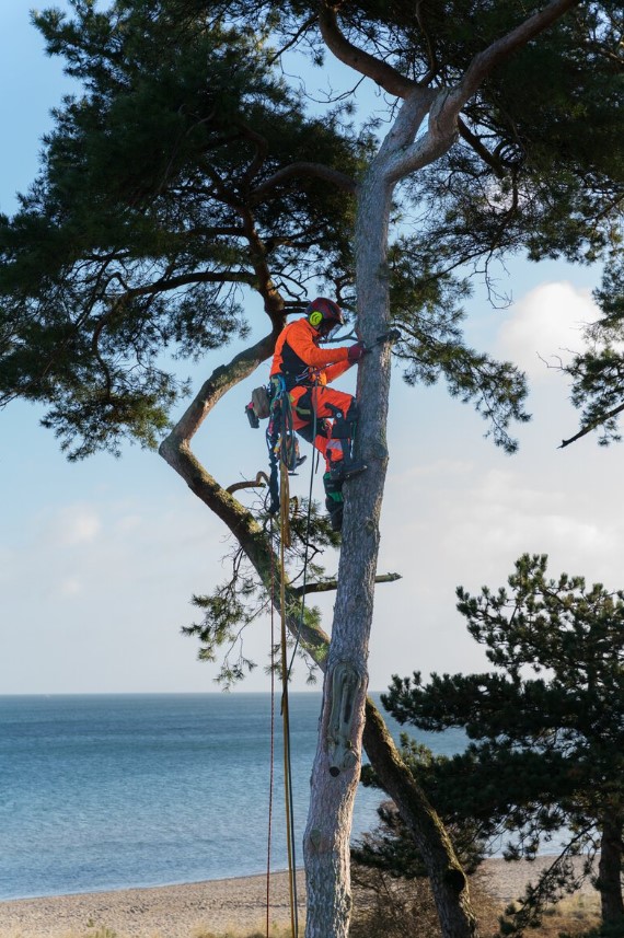 Malte Dibbern auf einem Baum